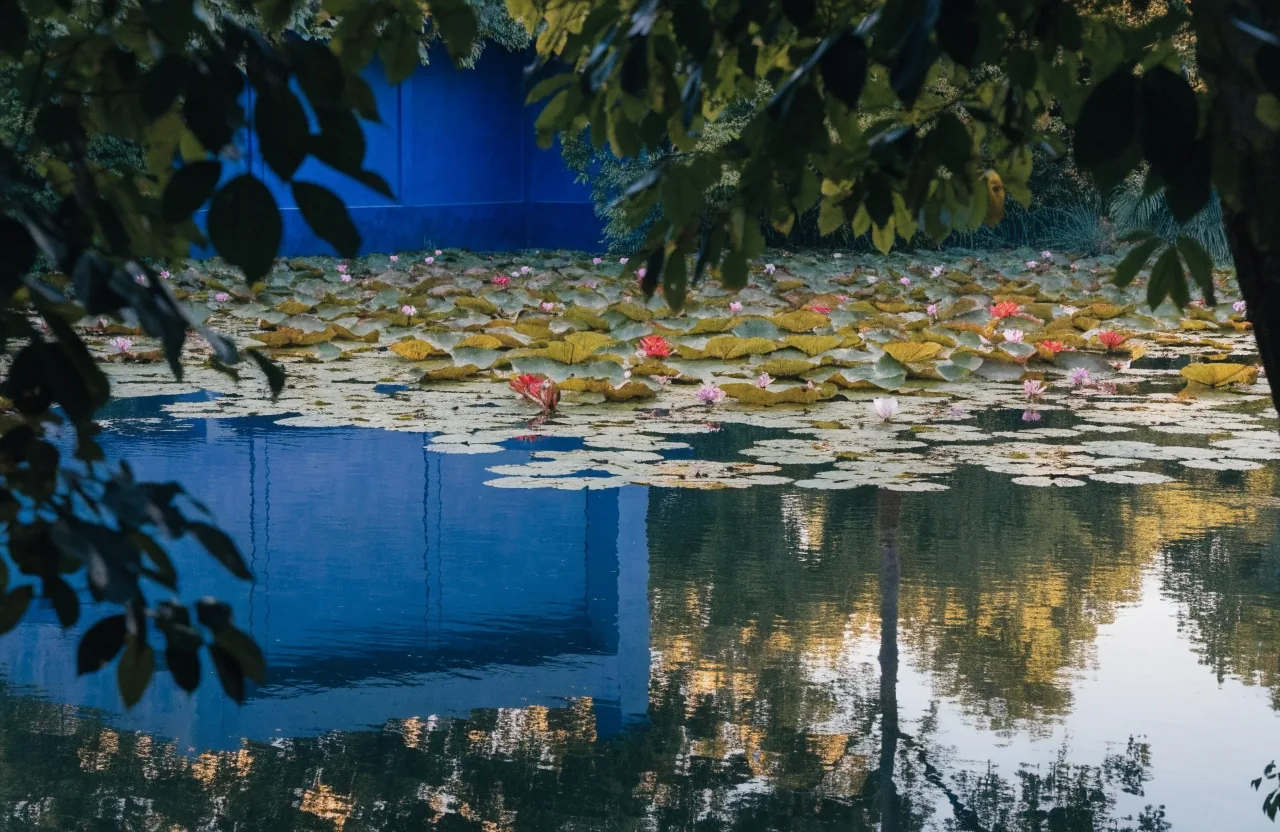 Bassin aux nénuphars reflétant un mur bleu du jardin