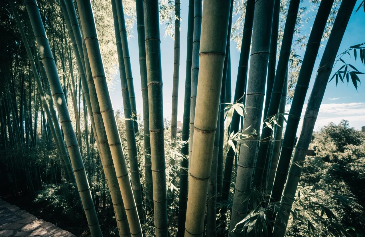 Bambouseraie et sensation de verticalité dans le jardin