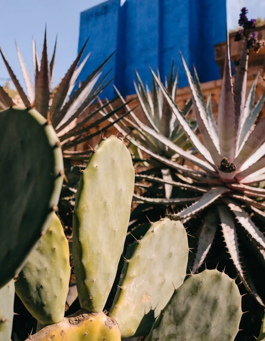 Cactus sculpturaux du jardin botanique