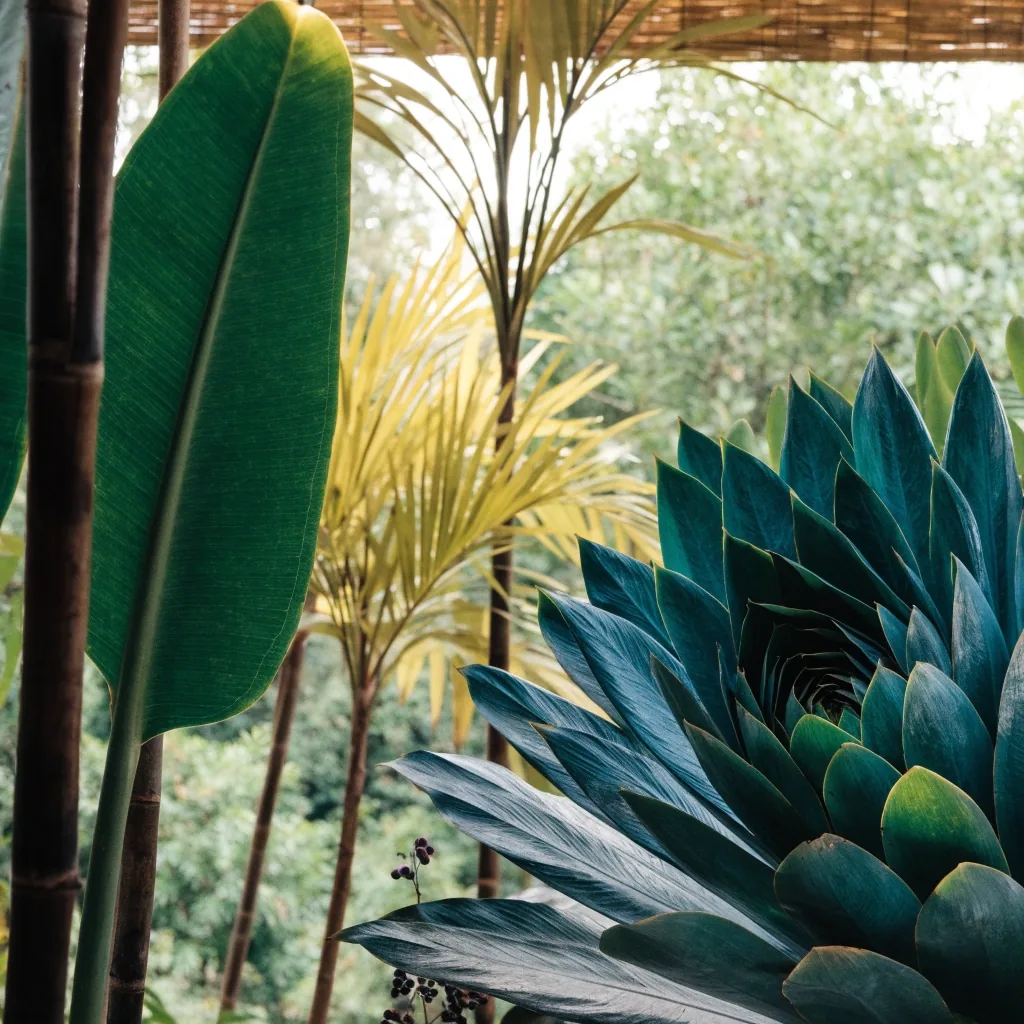 Feuillages exotiques et agaves